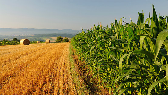 agriculture.jpg