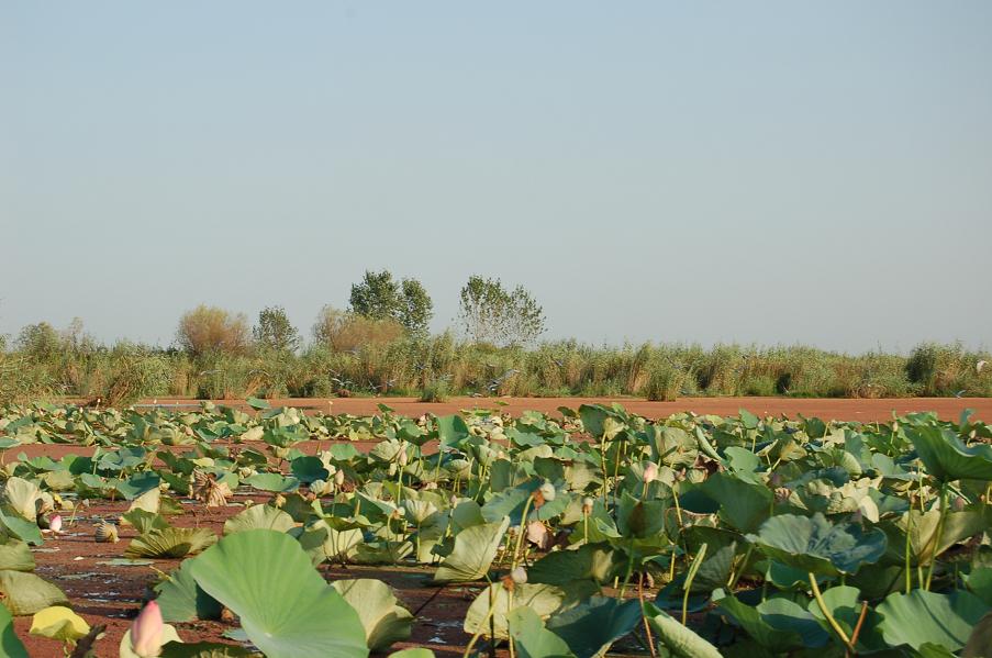 Anzali_lagoon_Barry_Kent.jpg