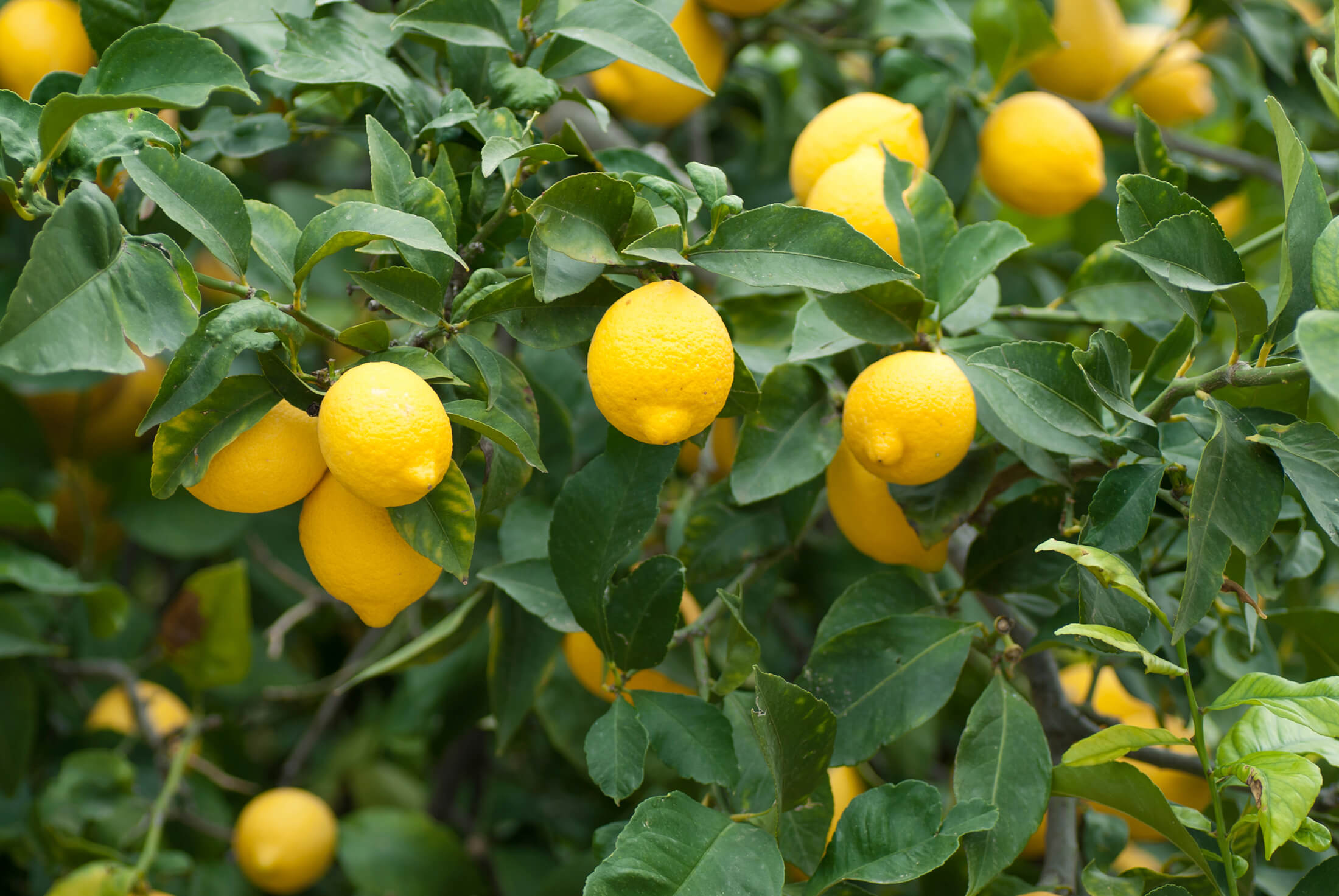 Sour_Lime_Cultivation.jpg
