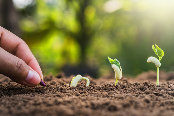 hand-planting-seeding-growing-step-in-garden-with-sunshine_34152-535.jpg