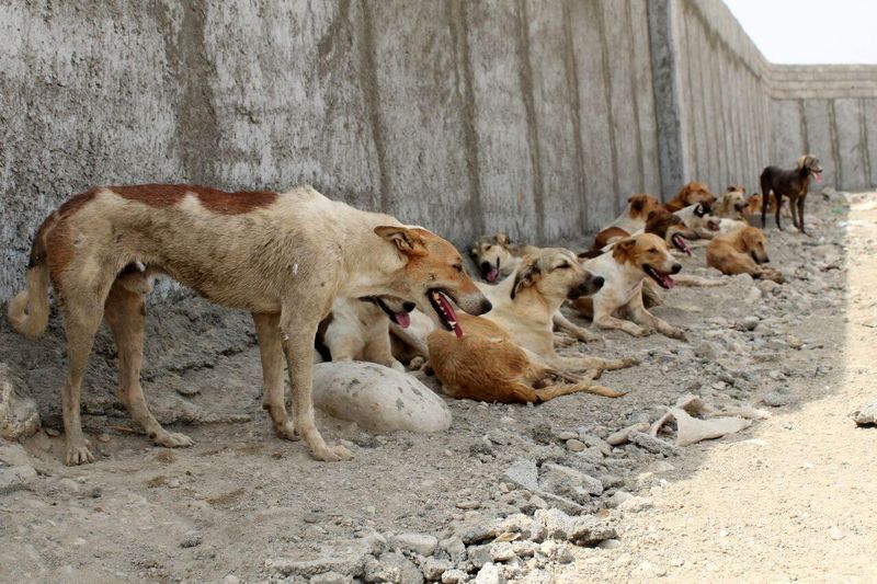 سگ+خیابانی.jpg