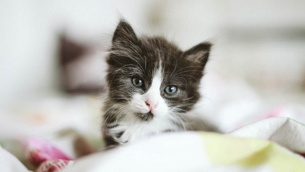 Kitten9619-625x352.jpg
