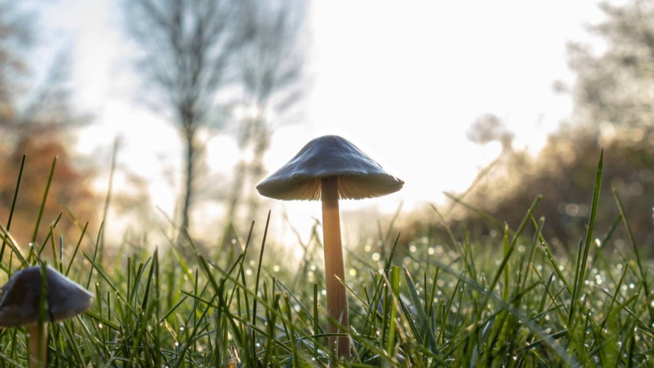 mushroom_unsplash-1280x720.jpg
