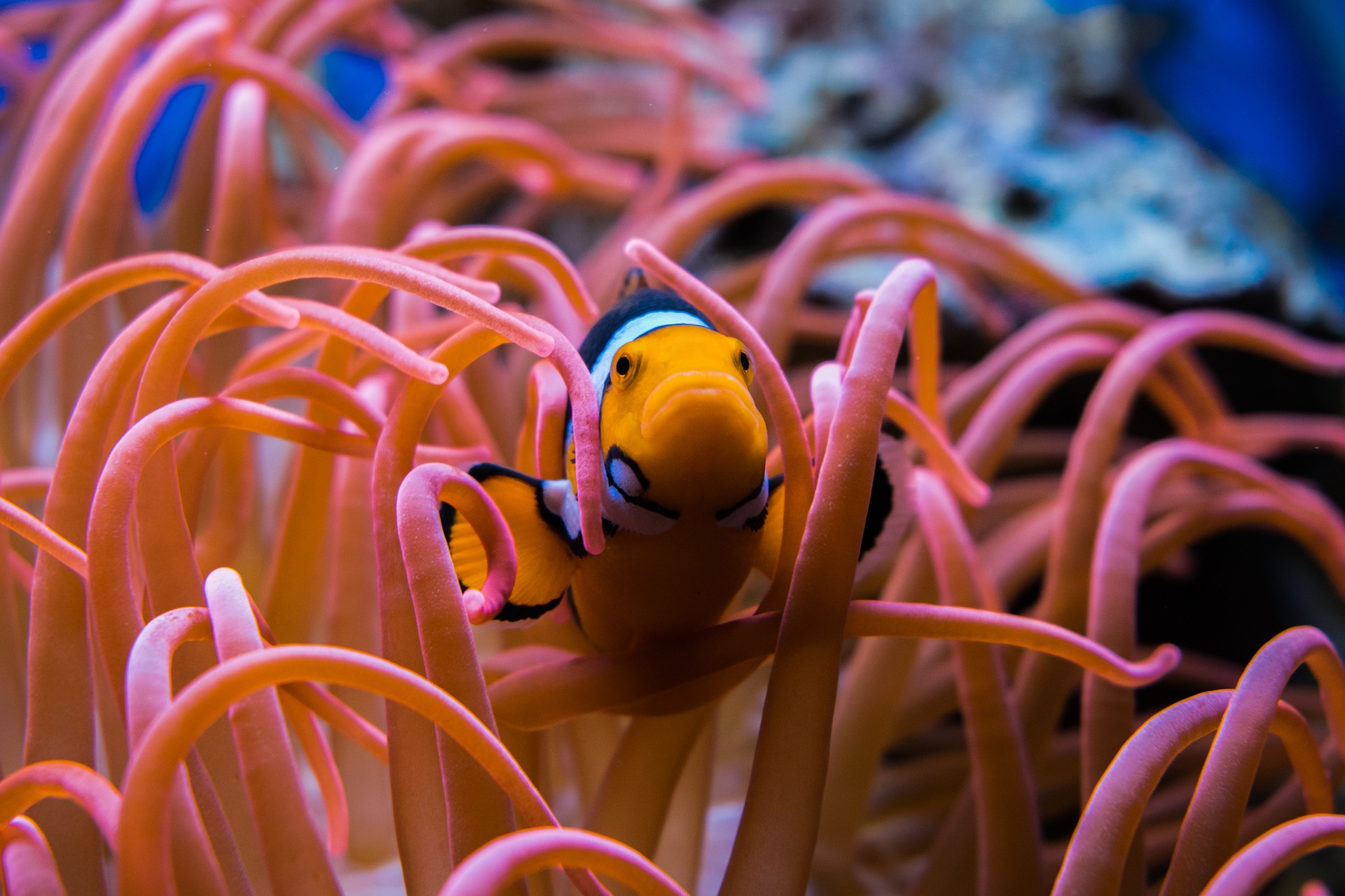 clownfish-3030148_1920.jpg