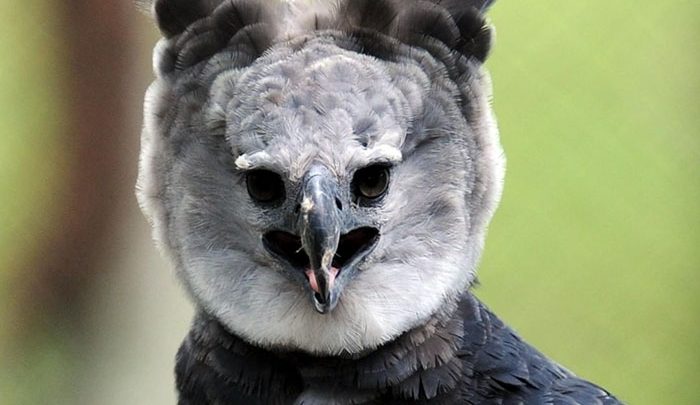 Harpy3-700x405.jpg