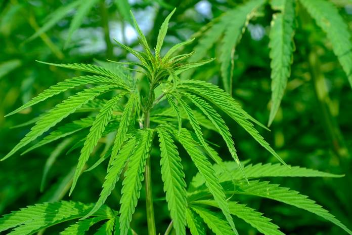 cannabis-sativa-696x464.jpg