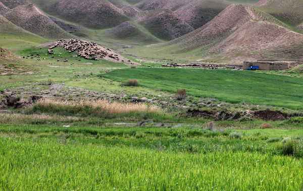 مرتع.jpg
