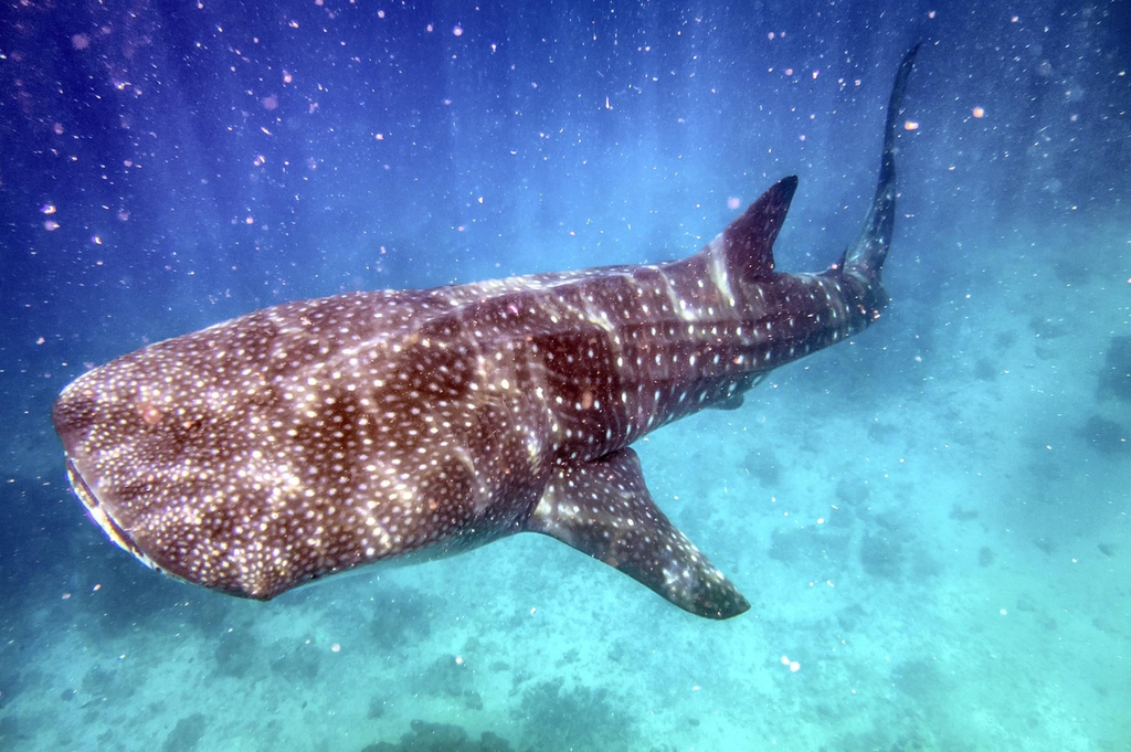 Na-05-May-Whale-Shark-Rhincodon-typus-MAIN-ART.jpg
