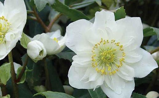 white-hellebore_2.jpg