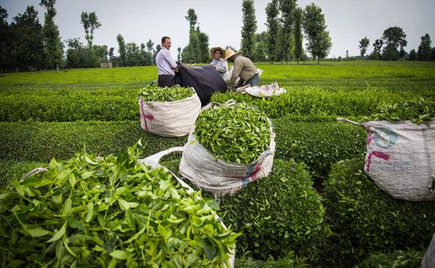 برگ-سبز-چای.jpg