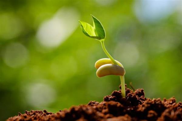 thum-fd7c3d1df4b284a7c50-Seeds-500x346_139725.jpg