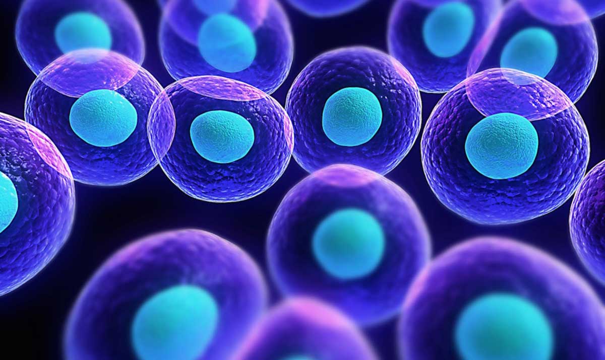 cellule-staminali03.jpg
