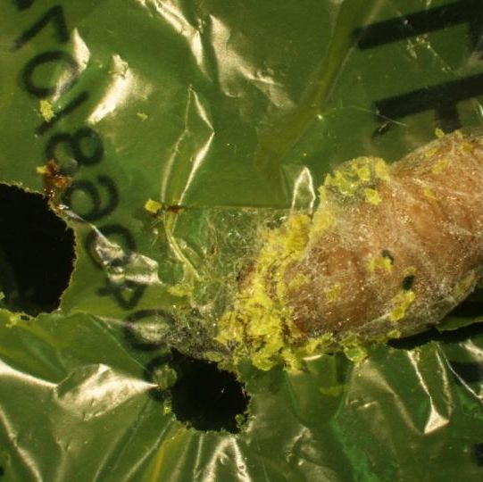 waxworm-1583358259.jpg
