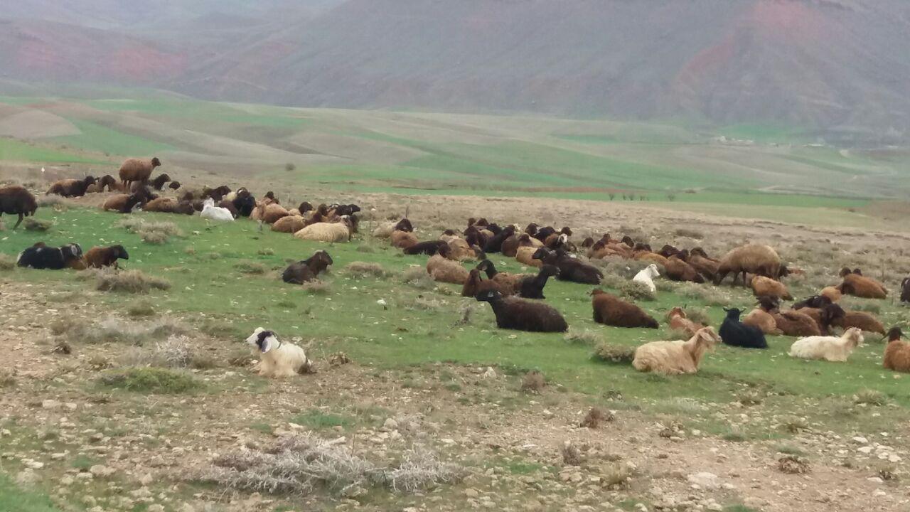 زمان-مناسب-برای-چرای-گوسفندان.jpg