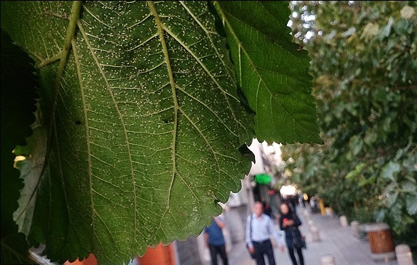 سفید+بالک+ها.jpg