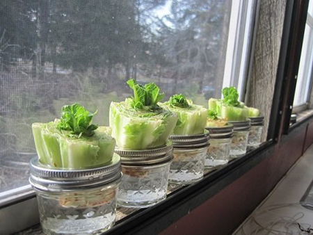 grow3-plants2-water2.jpg