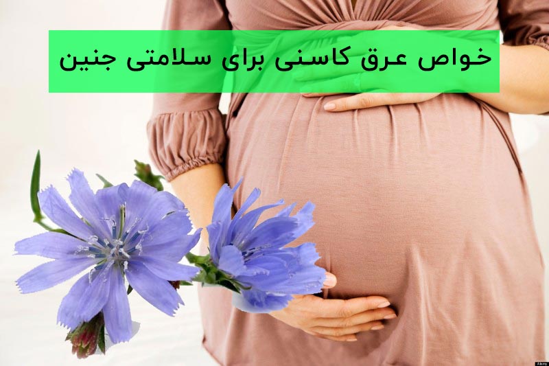 کاسنی-5.jpg