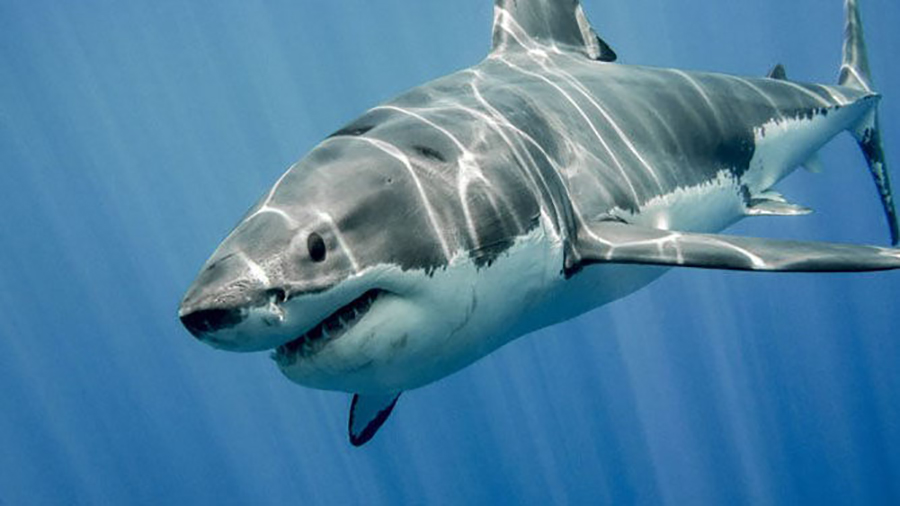 139804231649shark.png