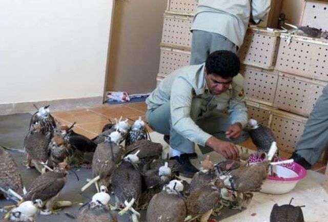 محموله+غیرمجاز+پرنده+وحشی.jpg