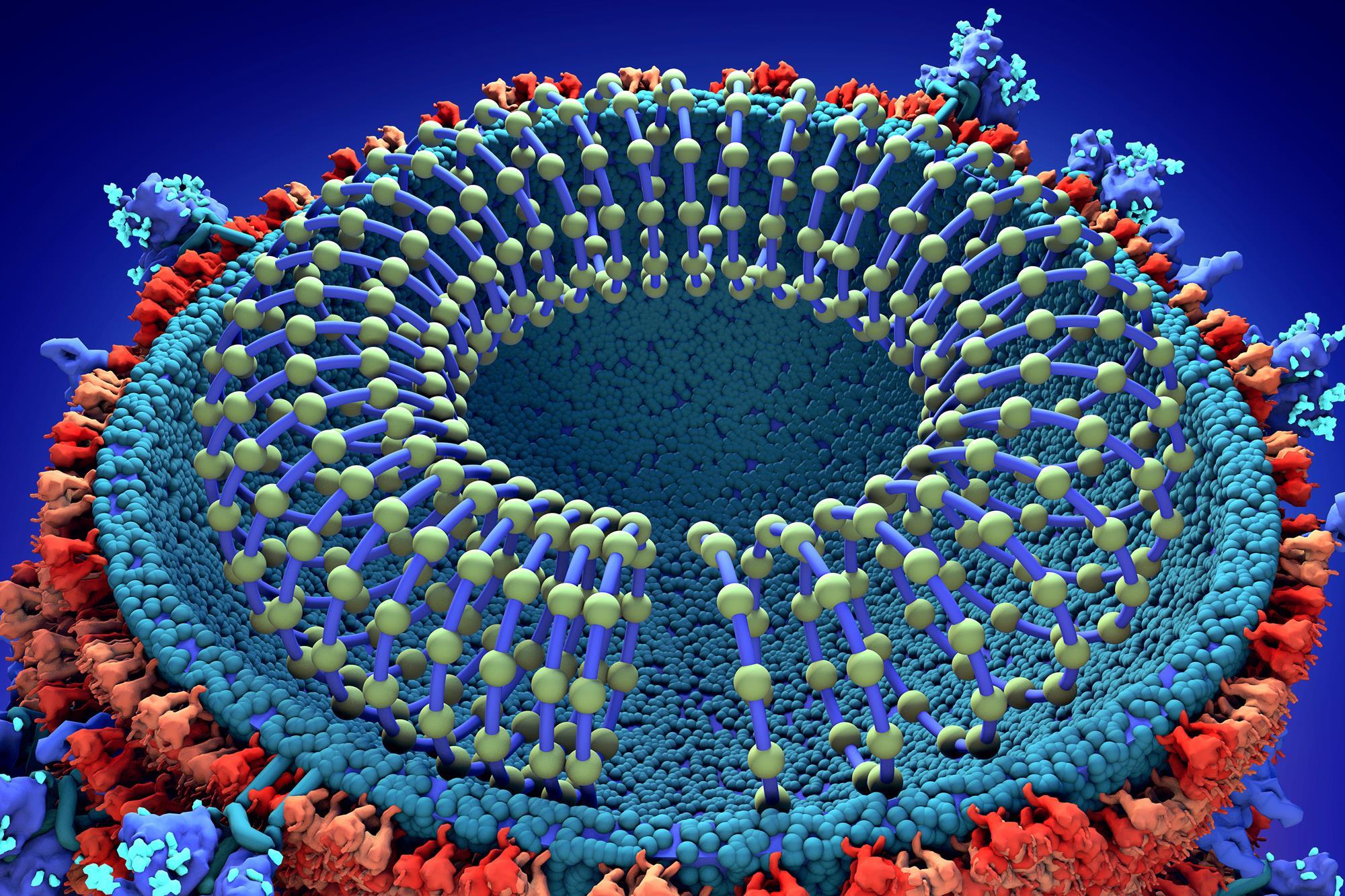 505071_f0281730coronavirus_particle_illustration_632275_crop.jpg