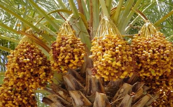 2 مشکل اصلی خرماداران شهرستان نهبندان چیست؟
