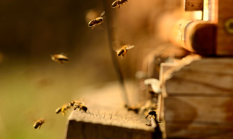 bee.PNG