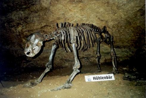 Teufelshöhle-Höhlenbär-Dreiviertelprofil.jpg