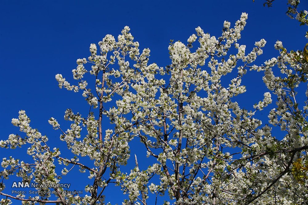 شکوفه‌های بهاری
