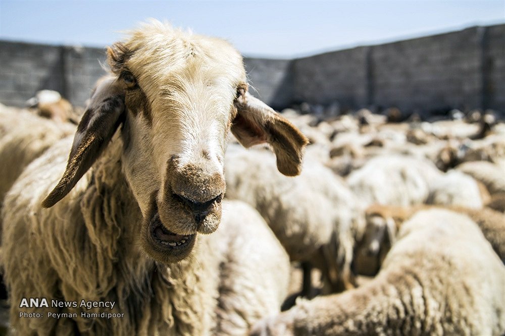 حمام گوسفندان