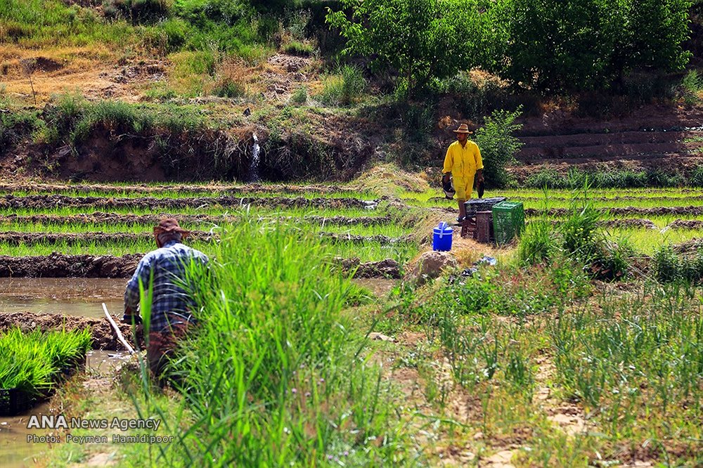 نشاء برنج در روستاهای خراسان شمالی