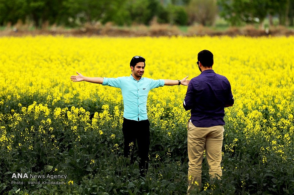 مزرعه کلزا