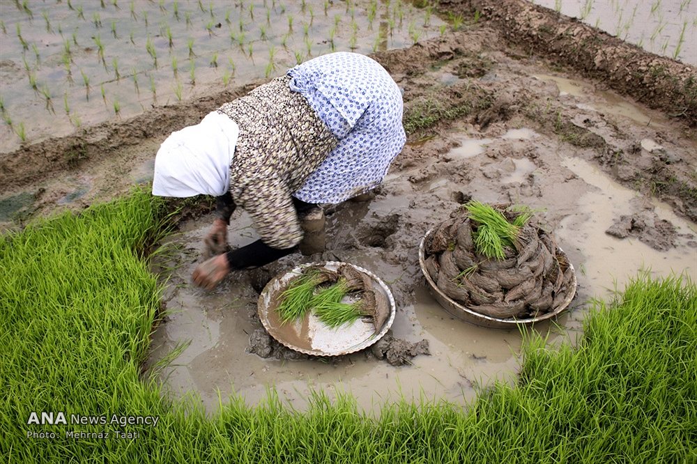 نشاء برنج در گیلان
