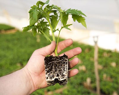 Fixing root twisting of plants with