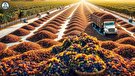 Raisins Making Process from Grapes in Factory