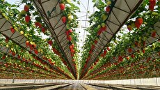 Iran’s Largest Strawberry Greenhouse