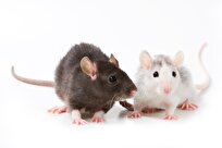 scientists-reverse-kidney-damage-in-mice-hope-for-humans-next