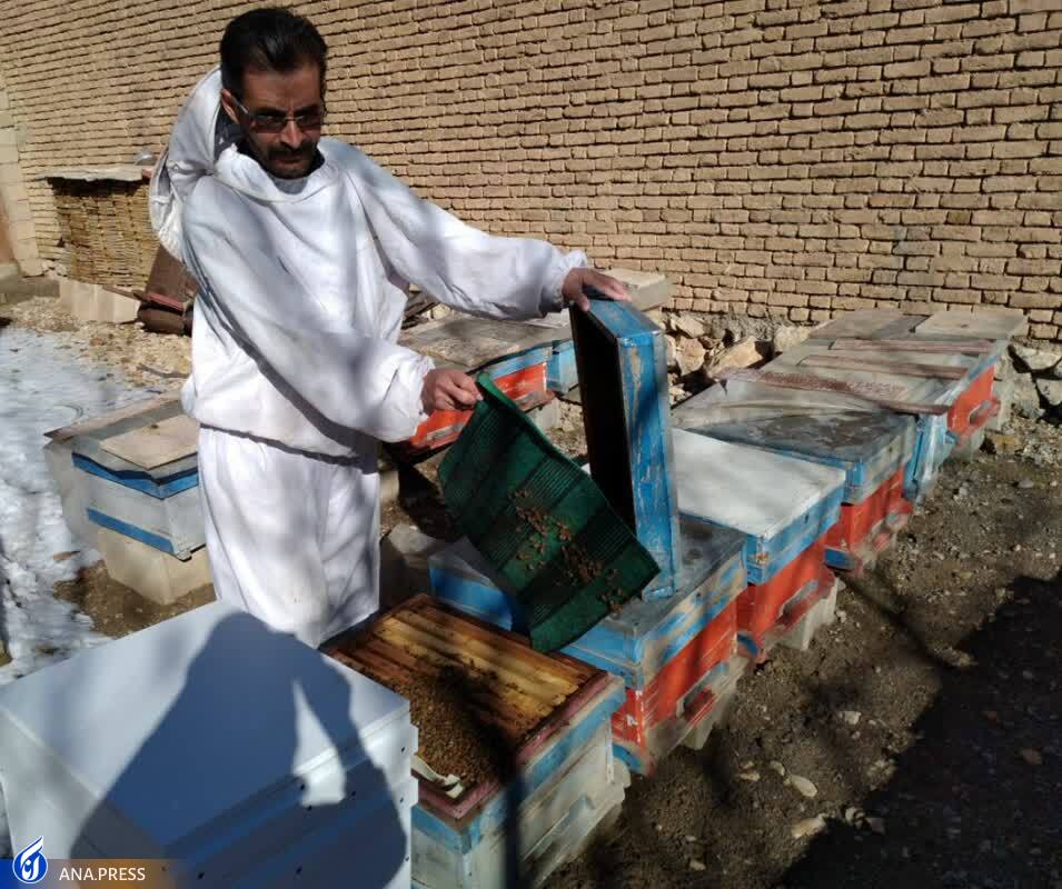 افزایش بهرهوری محصولات زنبور عسل با ساخت کندوی کفباز افزایش بهرهوری محصولات زنبور عسل با ساخت کندوی کفباز