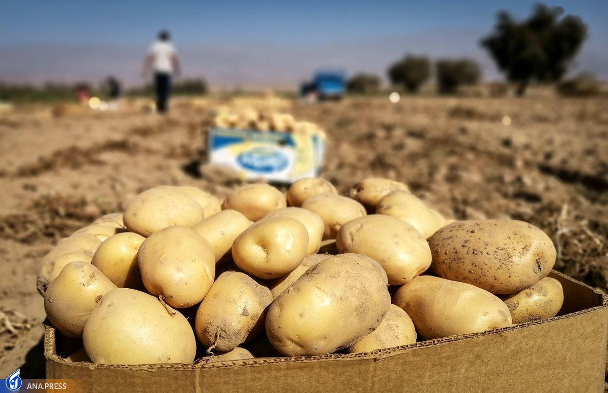 تولید سیبزمینی از مرز ۵ میلیون تن گذشت