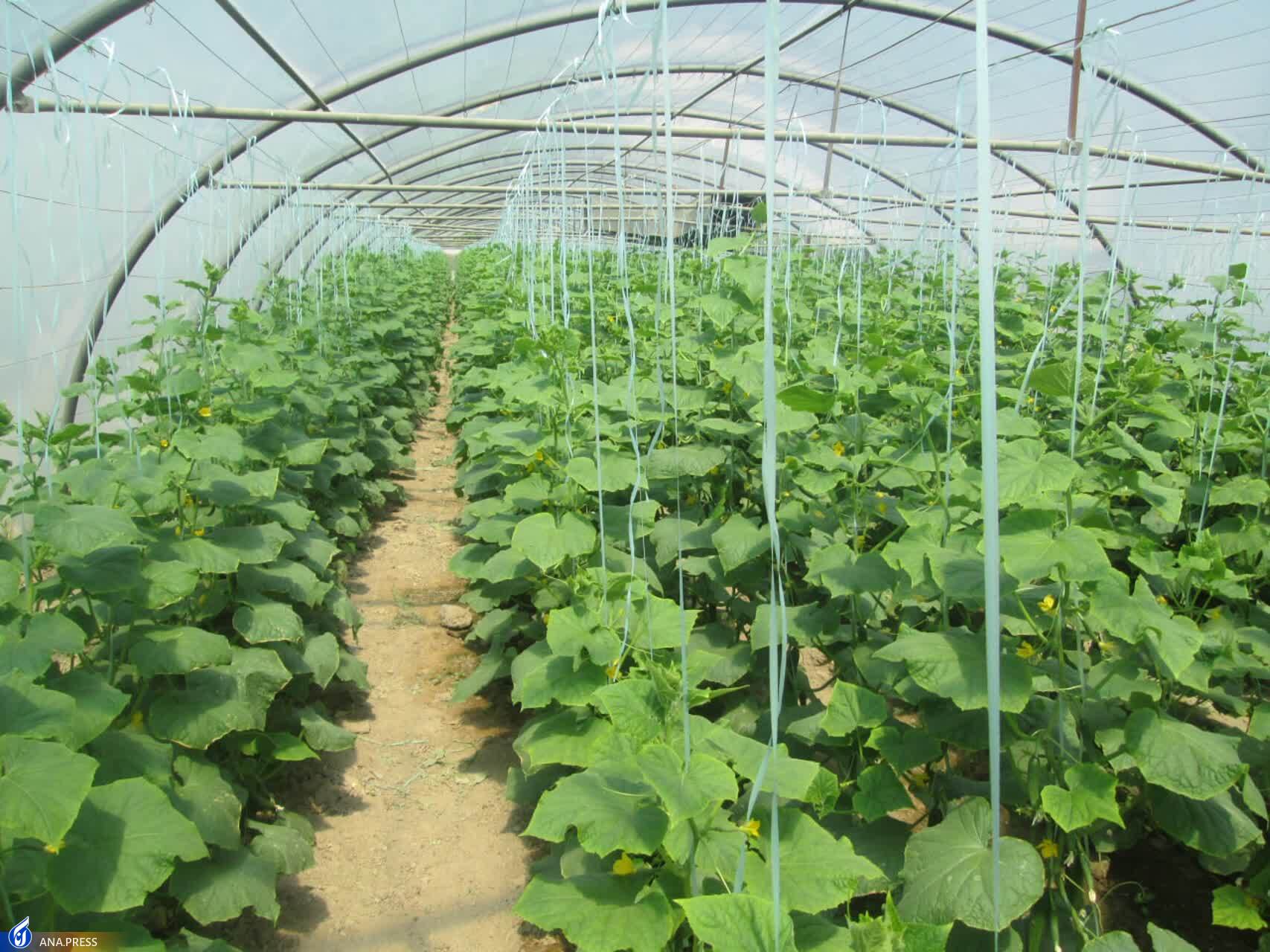 حرکت پرشتاب طرح&zwnj;های دانش&zwnj;بنیان کشاورزی در ورامین