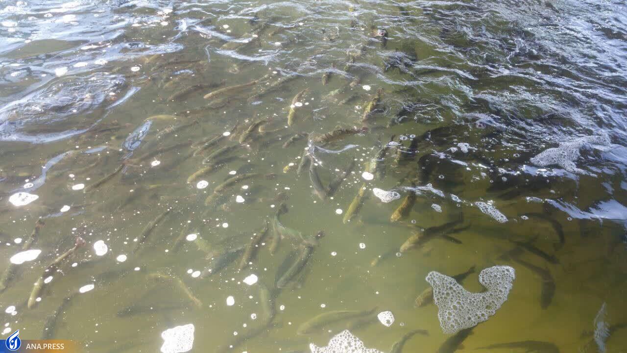 حرکت پرشتاب طرح&zwnj;های دانش&zwnj;بنیان کشاورزی در ورامین