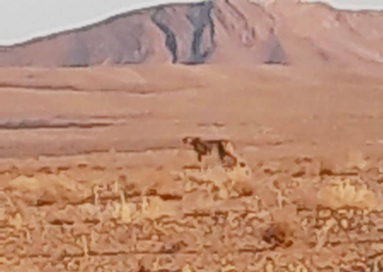 مشاهده و ثبت تصویر یک قلاده یوزپلنگ آسیایی در جاجرم