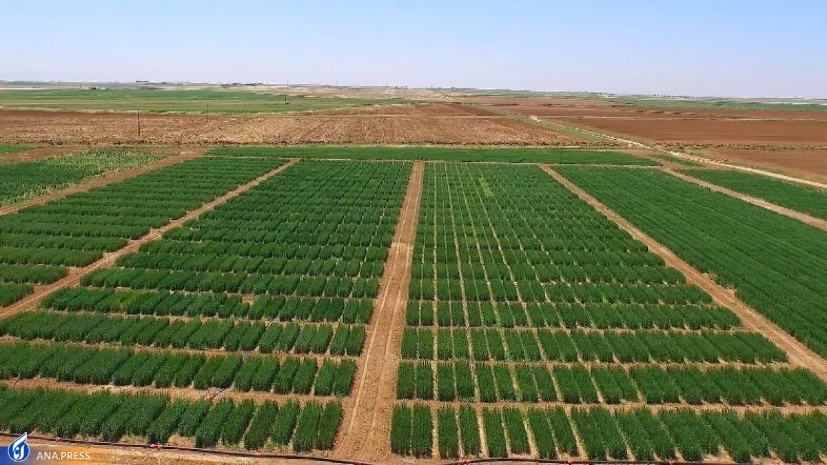 پیشنهاد اعتبار ۴۰ هزار میلیارد تومانی برای اصلاح الگوی کشت در بودجه ۱۴۰۲