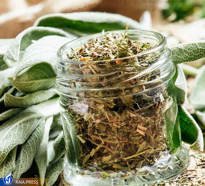 کنترل چربی و قند خون با محصولی بر پایه «گیاه مریم گلی» کنترل چربی و قند خون با محصولی بر پایه «گیاه مریم گلی»