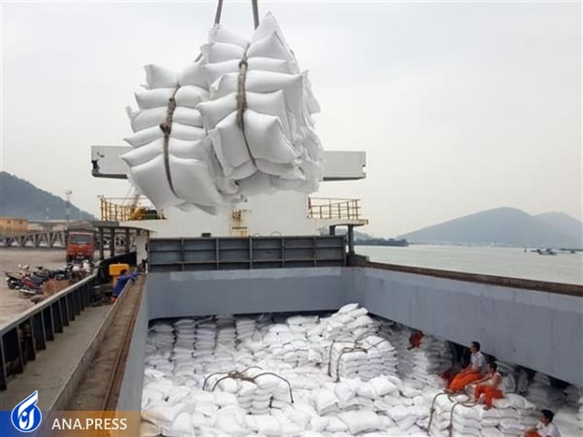 آغاز صادرات برنج ایرانی به کشورهای عربی، آمریکایی و روسی