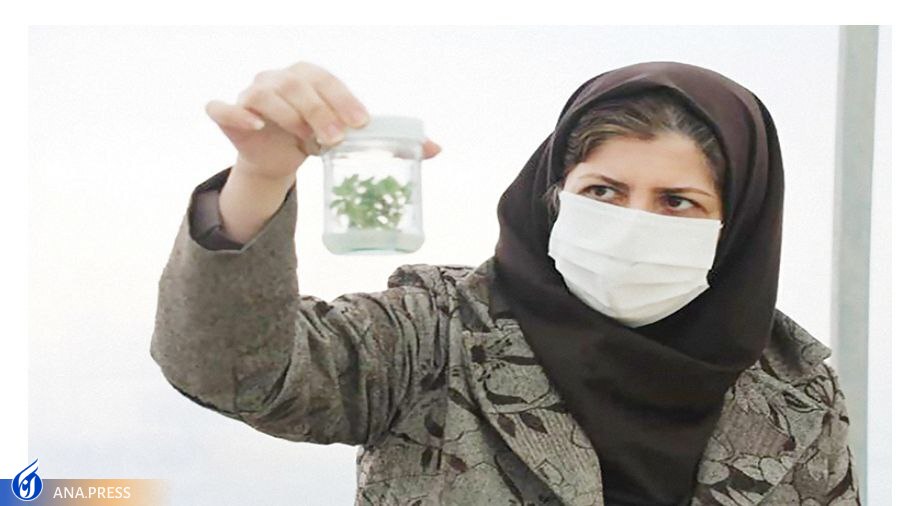 سرای نوآوری کشت بافت گیاهی