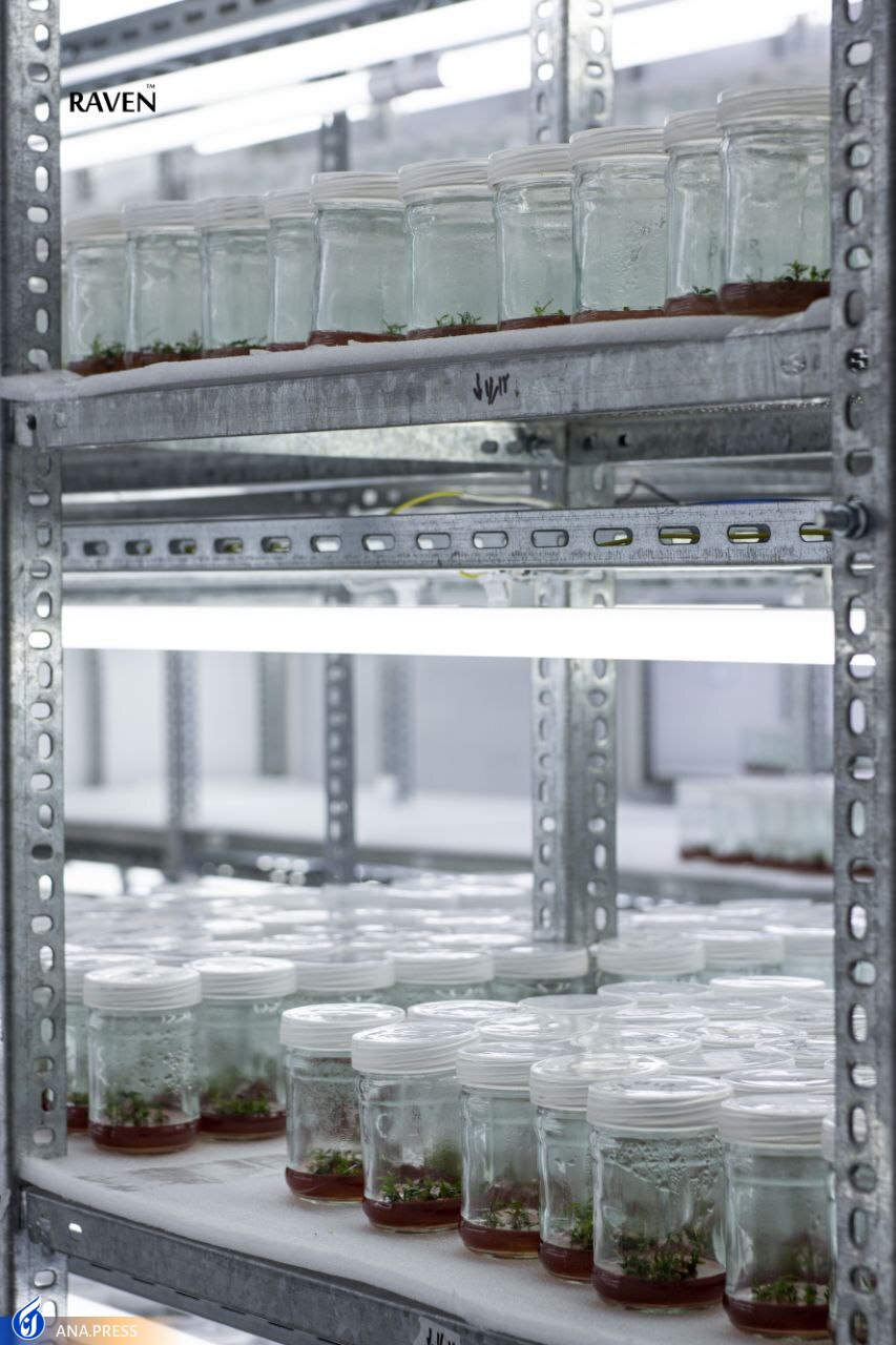 سرای نوآوری کشت بافت گیاهی