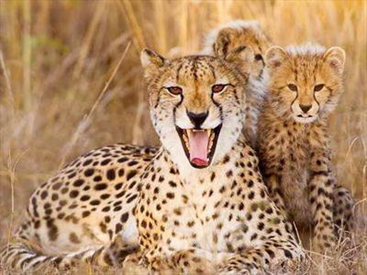 بیم و امید از مشاهده یک خانواده جدید یوزپلنگ در محدوده توران