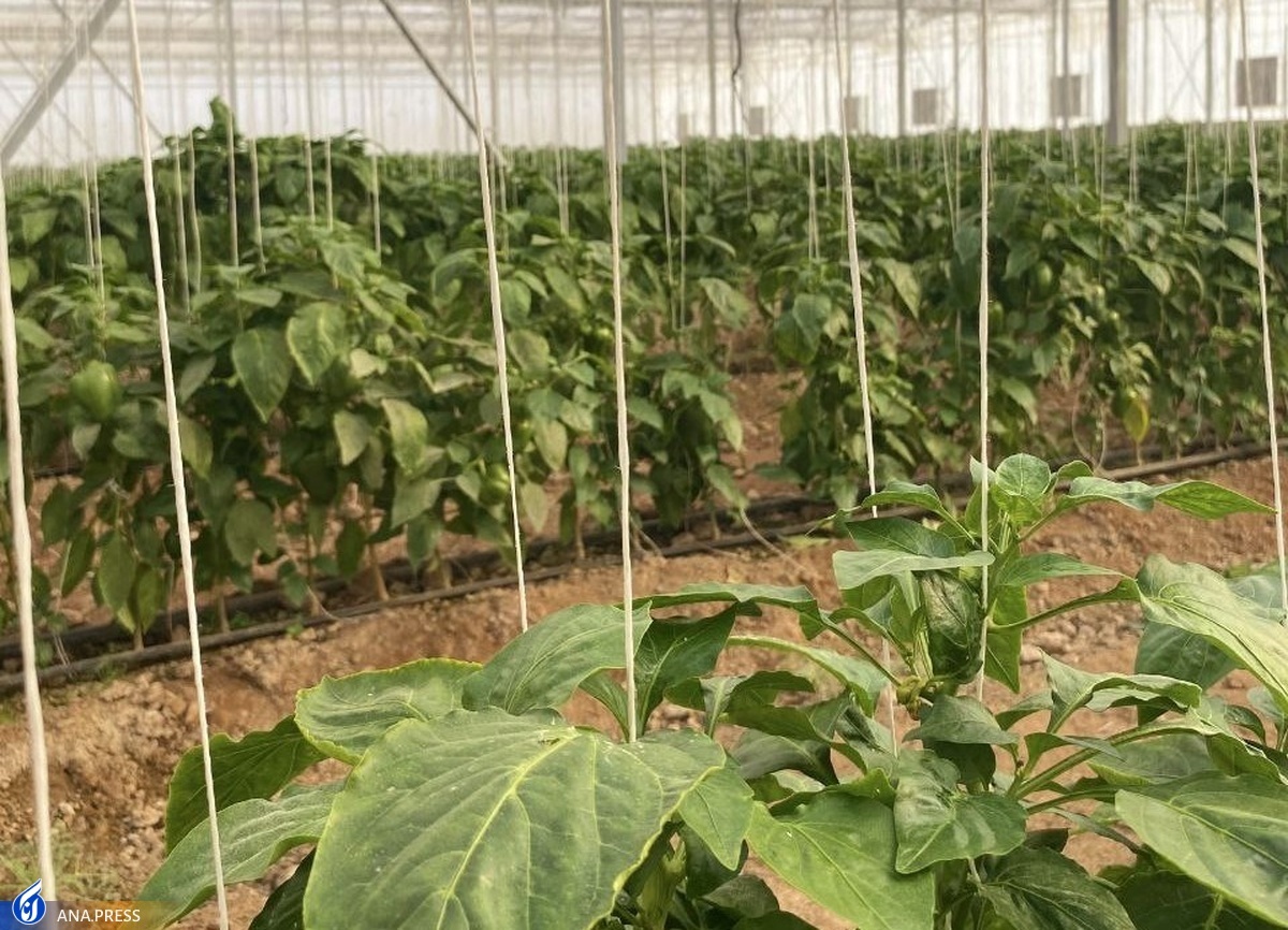 سراهای نوآوری داری مجوز دائم را بهتر بشناسیم سراهای نوآوری داری مجوز دائم را بهتر بشناسیم