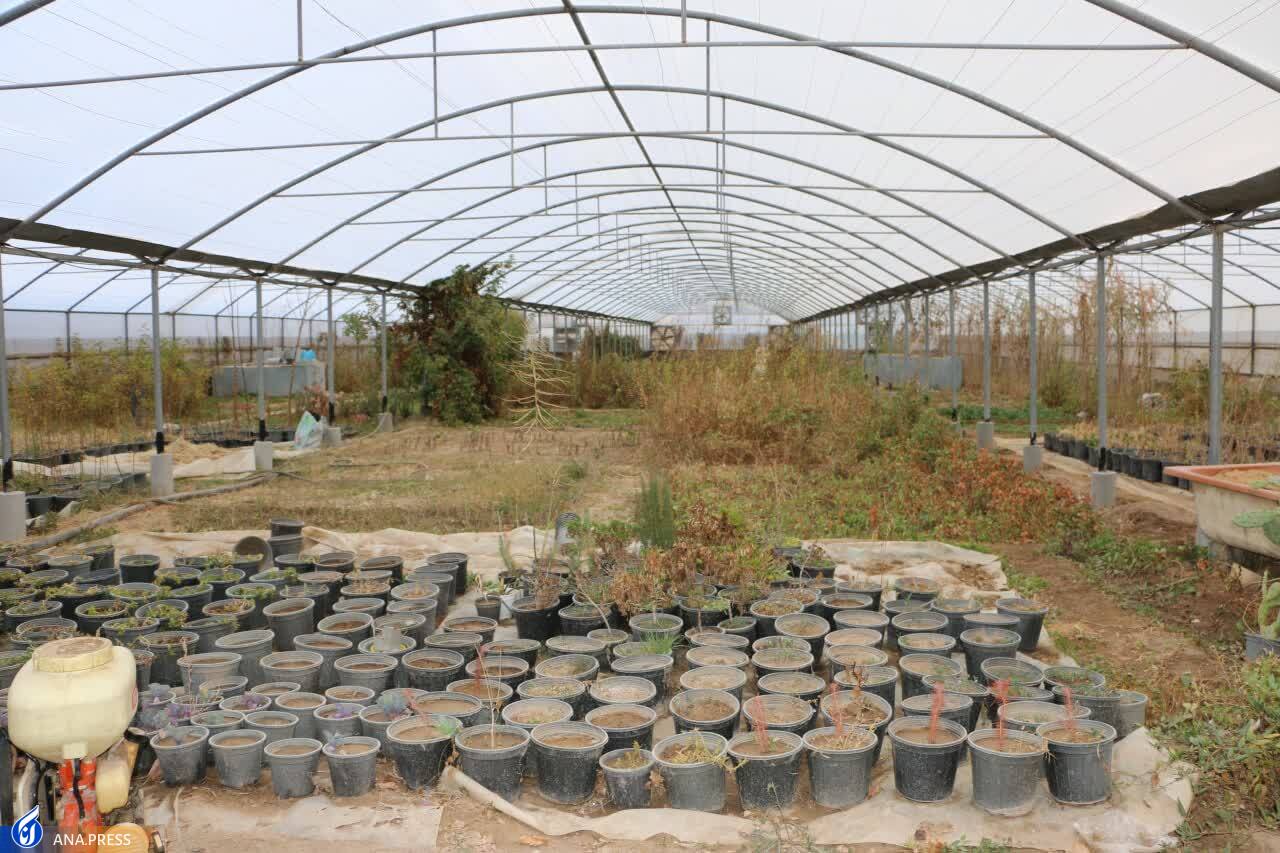 ایجاد شبکه نوآوری محصولات گرمسیری و گیاهان دارویی ایجاد شبکه نوآوری محصولات گرمسیری و گیاهان دارویی