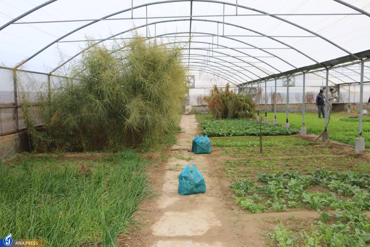 ایجاد شبکه نوآوری محصولات گرمسیری و گیاهان دارویی ایجاد شبکه نوآوری محصولات گرمسیری و گیاهان دارویی